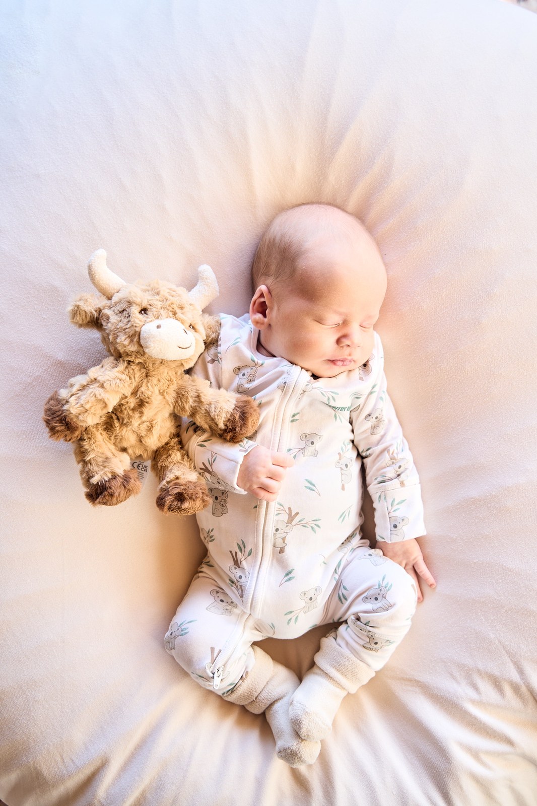 Newborn asleep beside a soft highland cow toy